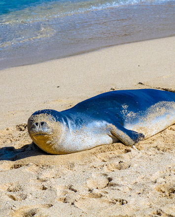 Monk seal