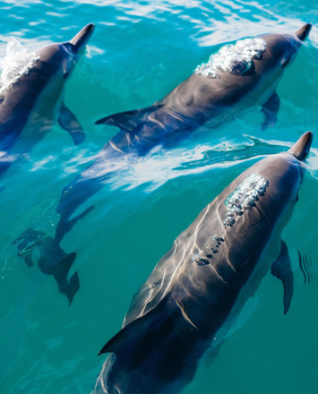 Frolicking dolphins