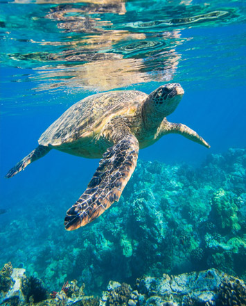 kayaking-island-images-maui-sea-turtle-355x440.jpg
