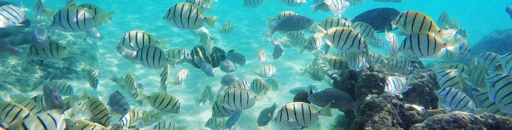 snorkeling at Hanauma Bay