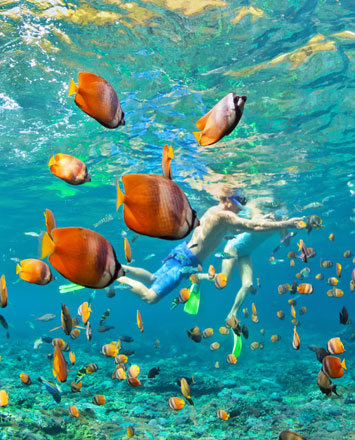 Snorkeling with fish