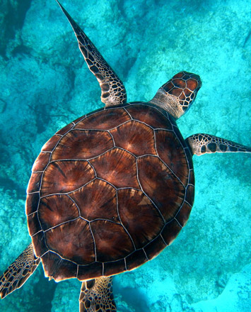 Maui sea turtle