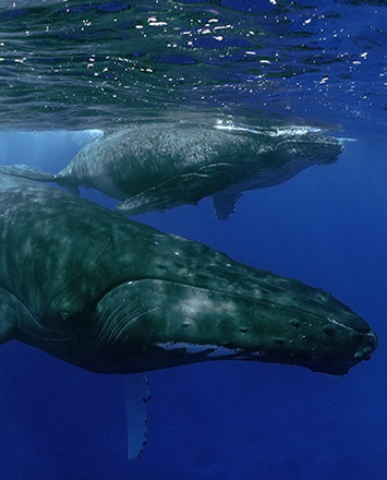 Whale watching on Maui