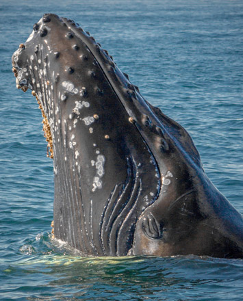 Whale watching Oahu