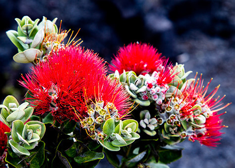 Hawaii Island lehua