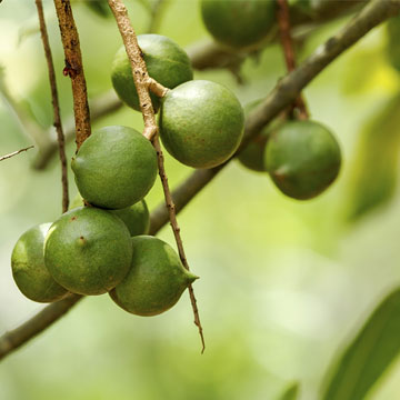 Coffee farm on the Island of Hawaii