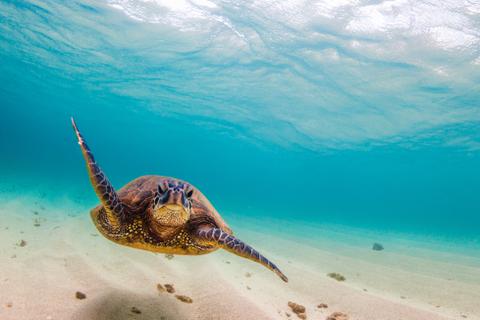 hawaii-island-destination-turtle-480x320.jpg