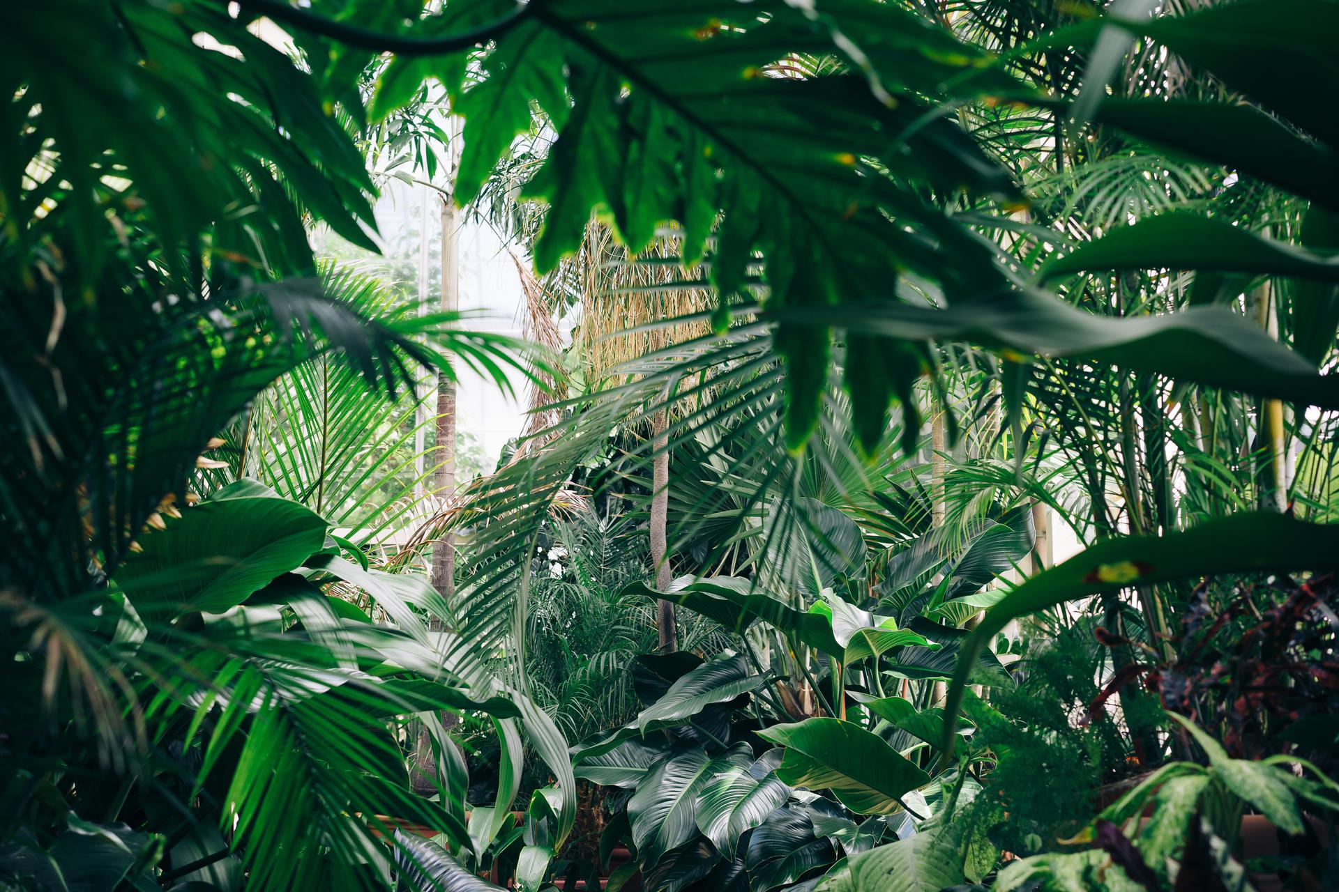 Foliage in the Botanical Garden