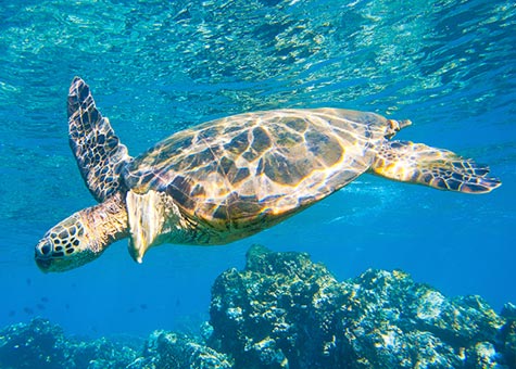 Sea turtle on Maui