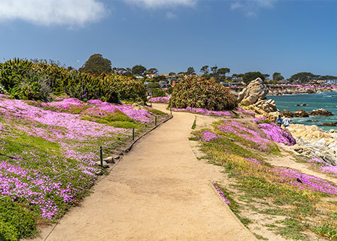 Flower-lined walking path along coast with houses in background.