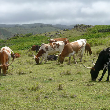 Makawao Maui