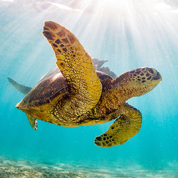 Snorkeling & Scuba Diving Wailea Maui