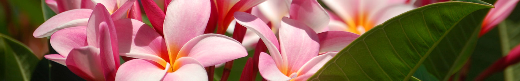 Wailea Maui Must Know
