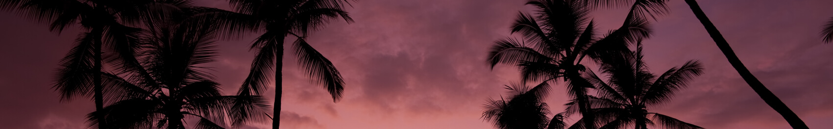 Sunset sky with palm trees