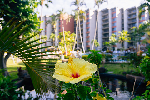 Close up of hibiscus flower