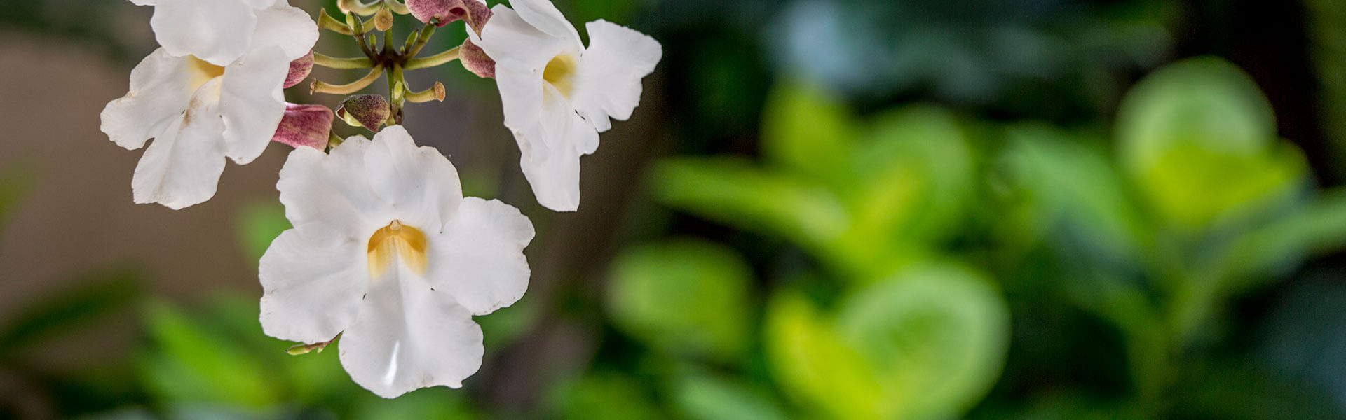 Close up flowers