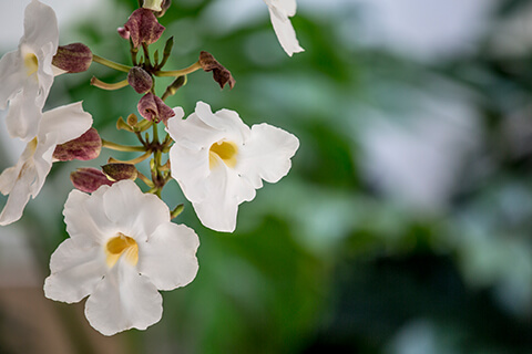 Aston Waikiki Beach Tower Hanging Orchids