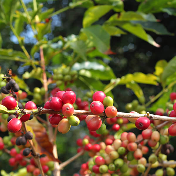 Coffee beans Kona coffee country Hawaii Island