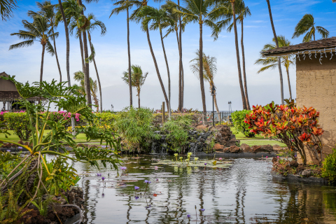 Resort Grounds Koi Pond with foliage around the property