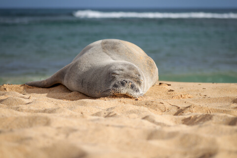 Hawaiian monk seal on beach