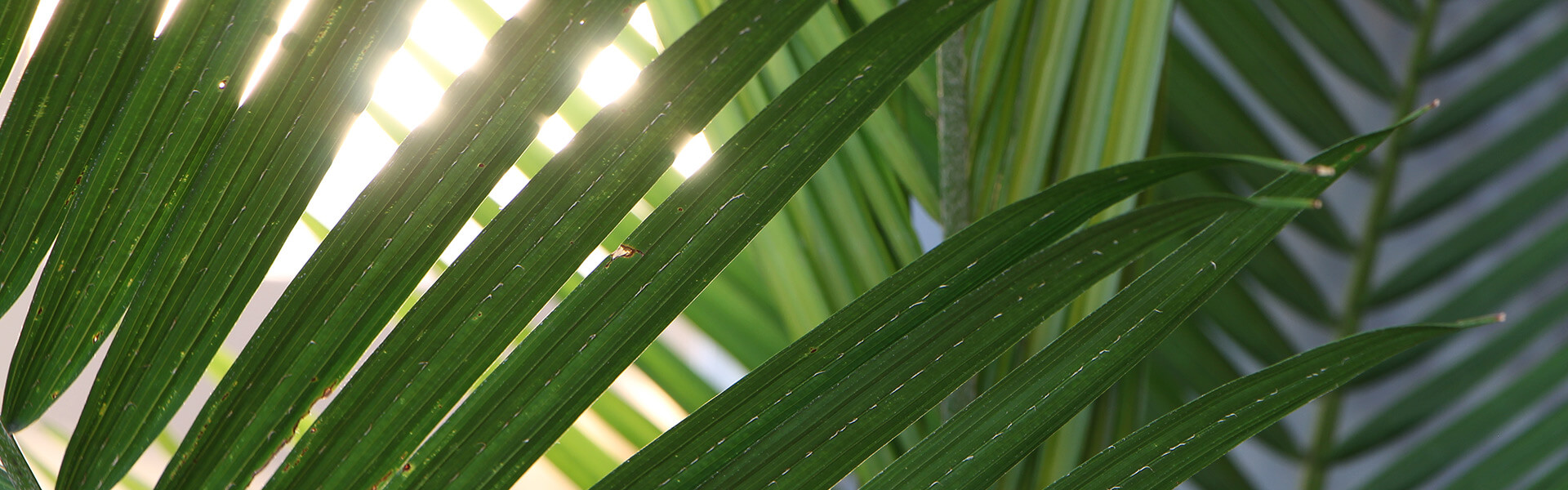Palm leaves.