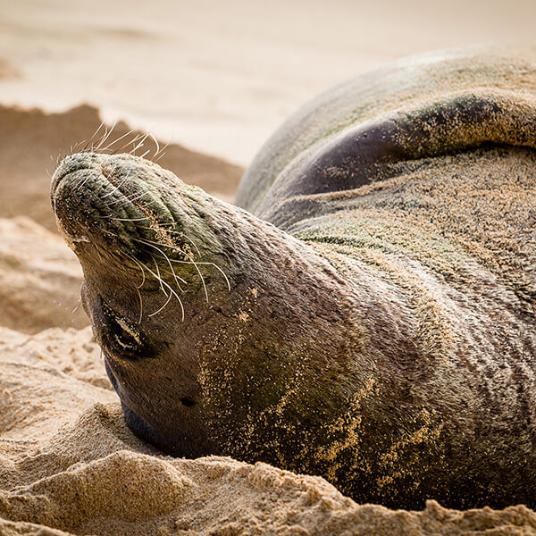 hawaiian monk seal kauai hawaii