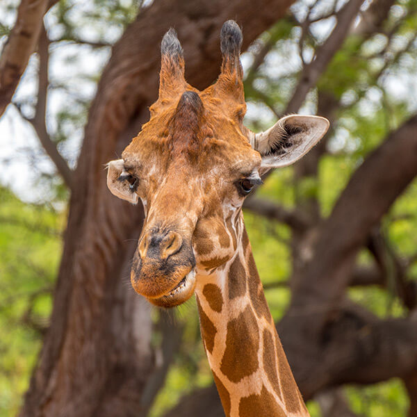 Giraffe at Honolulu Zoo Oahu Waikiki Hawaii