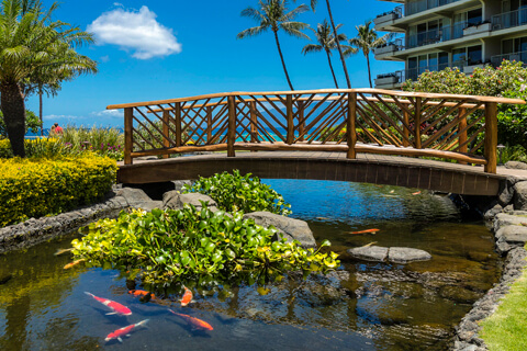 Garden Koi Pond and Bridge