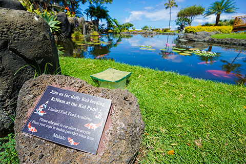 Garden Koi Pond