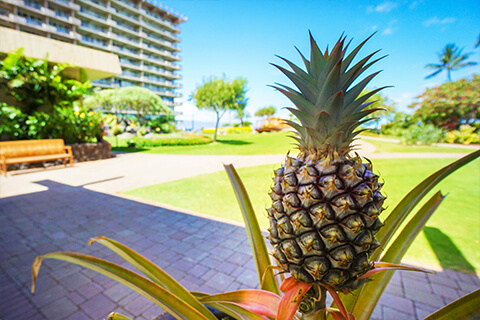 Pineapple Plant