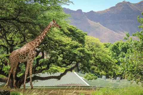 Honolulu Zoo Giraffe