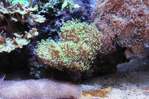 Waikiki Aquarium