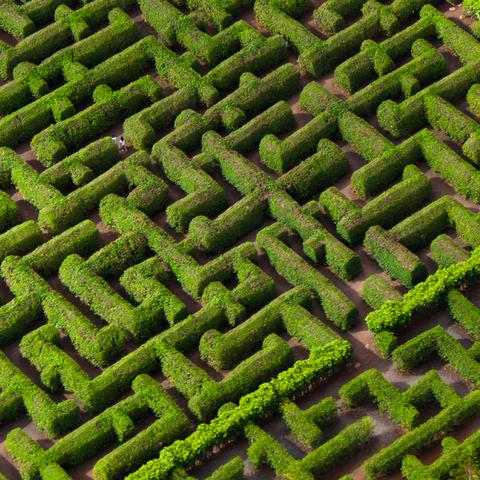 Dole Pineapple Garden Maze