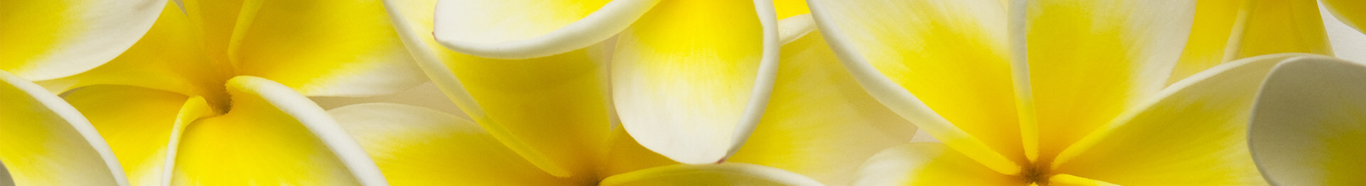 Pile of fresh yellow plumeria flowers