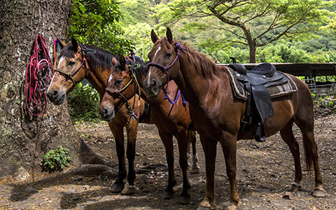 Couple on horseback on the beach at sunset