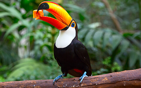 Tucan bird on tree