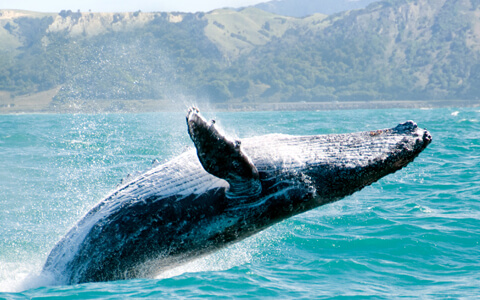 whale in the ocean