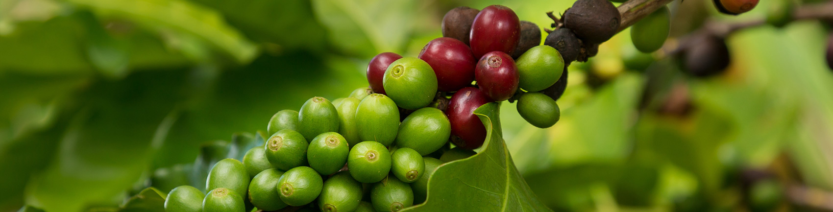 Hawaiian Kona Coffee