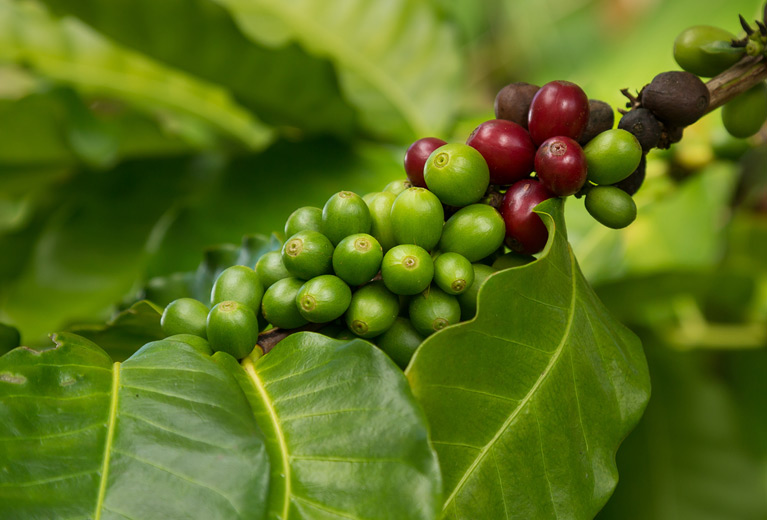 Kona Coffee beans