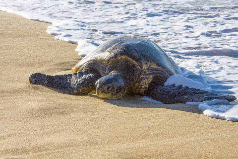brenneckes-turtle-480.jpg