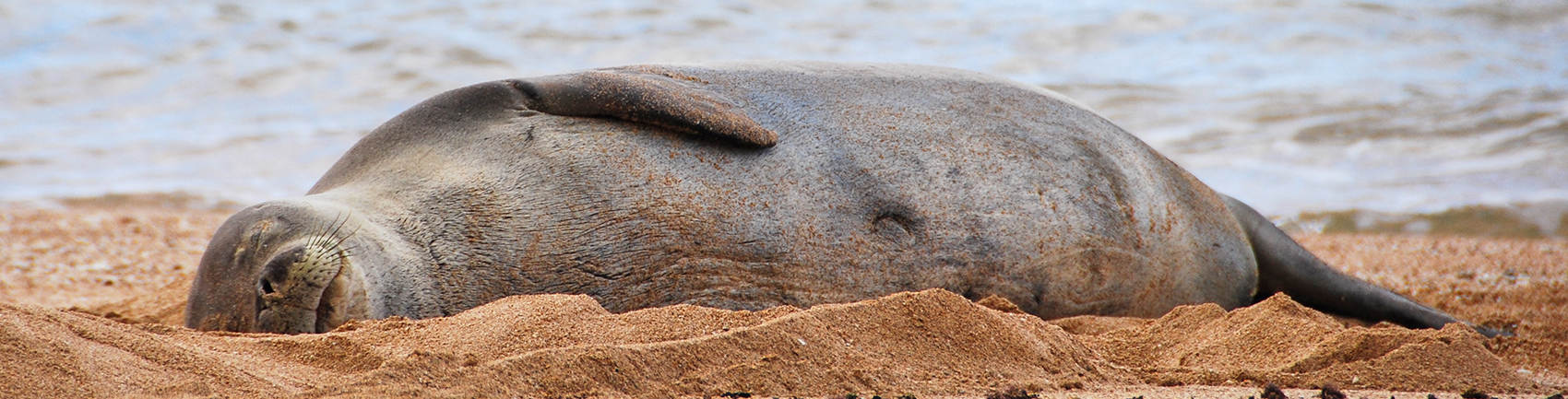 Spot Monk Seal in the sand at Poipu Beach Park