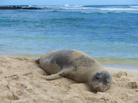 poipu-beach-seal-480.jpg